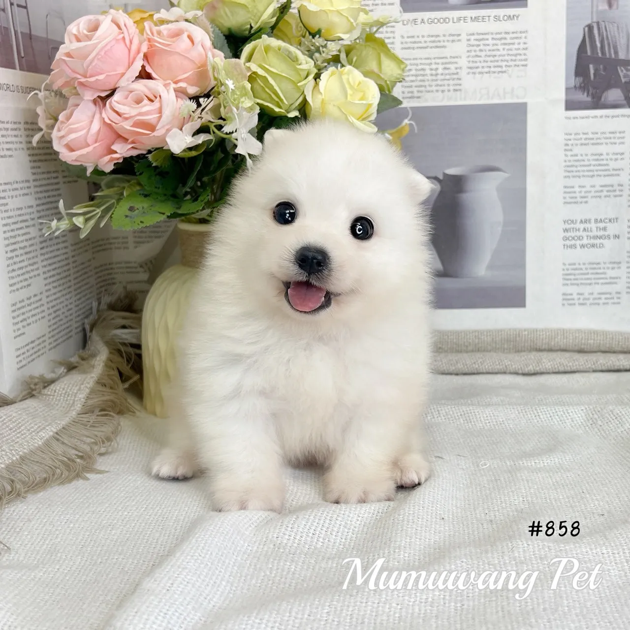狐狸犬