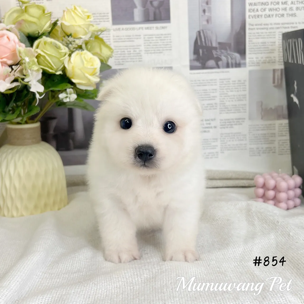 狐狸犬