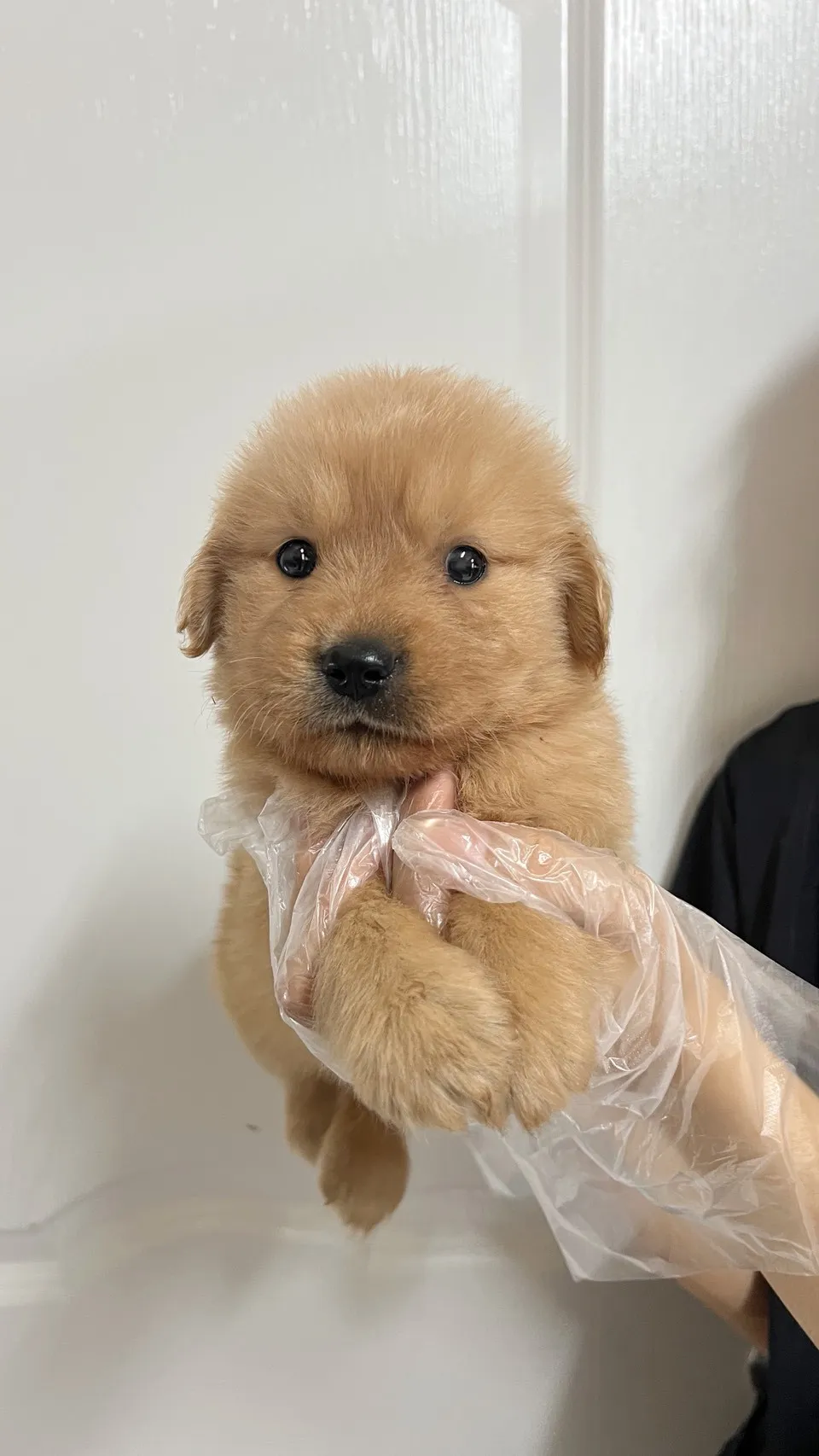 黃金獵犬