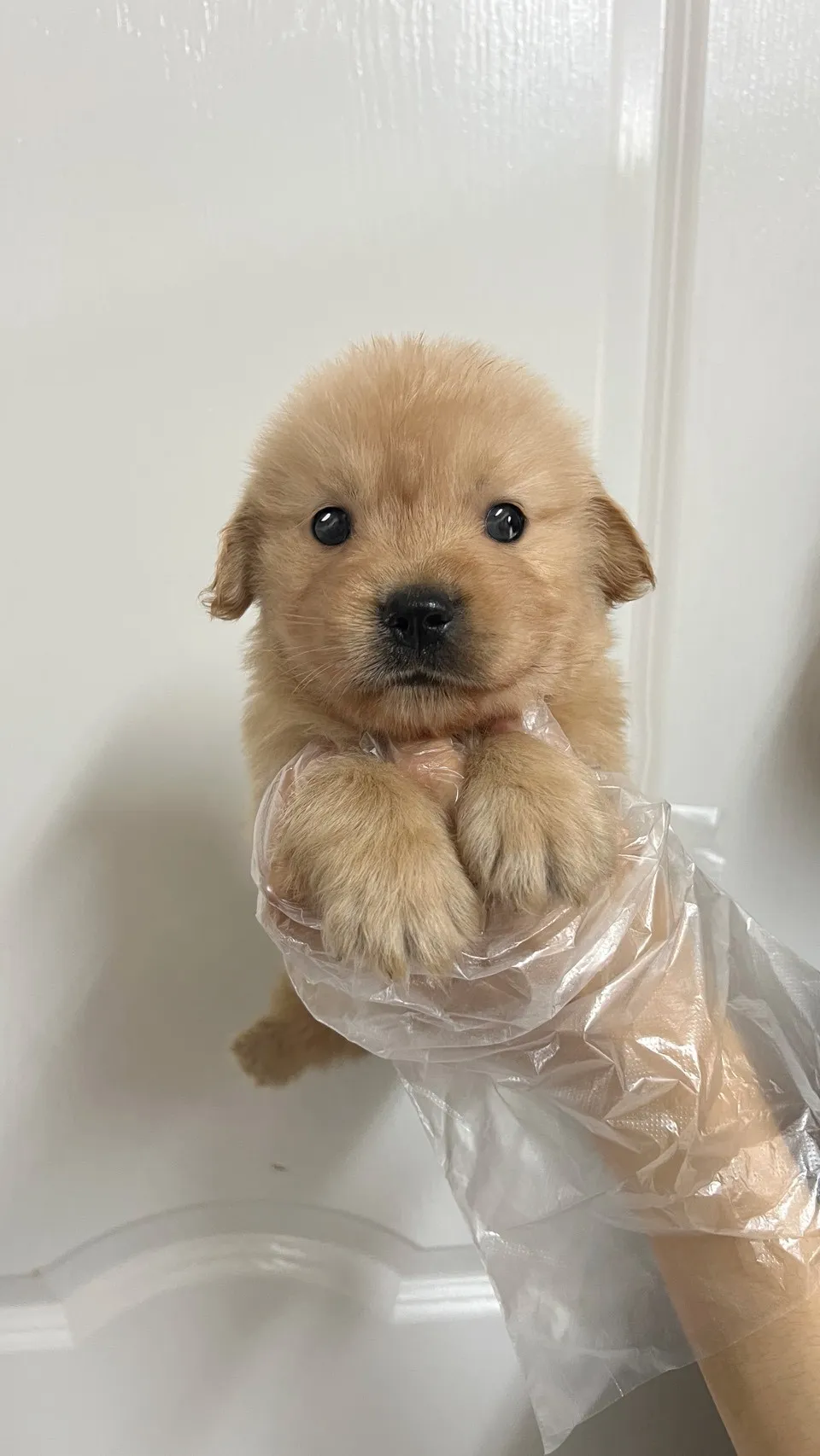 黃金獵犬