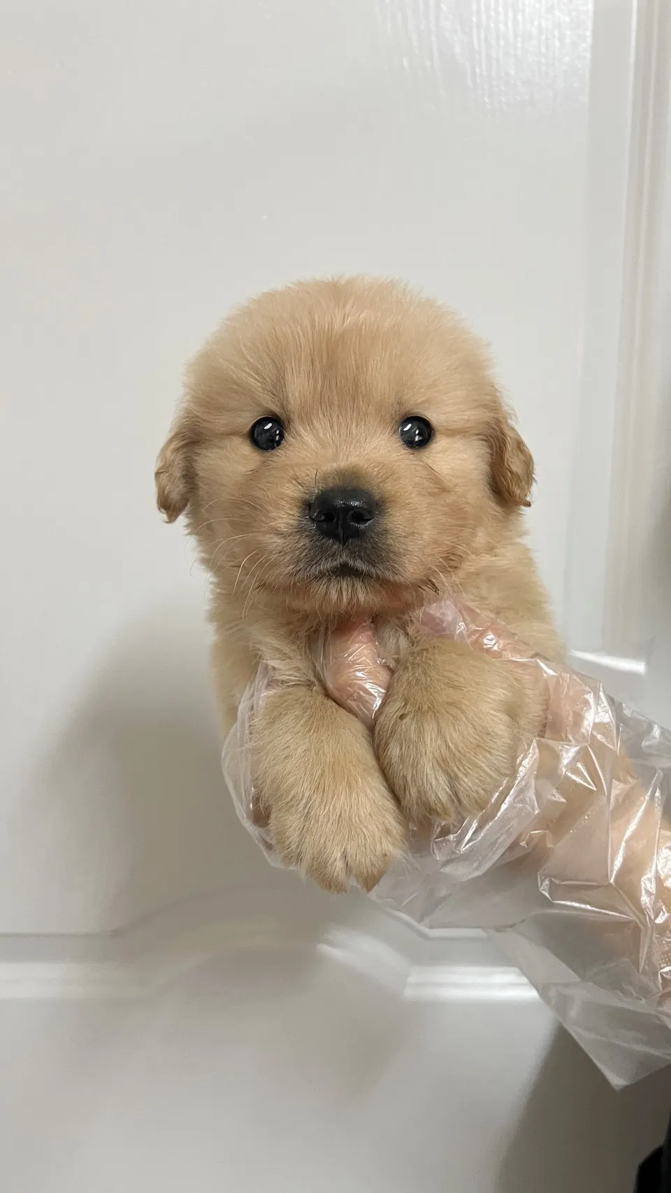 黃金獵犬