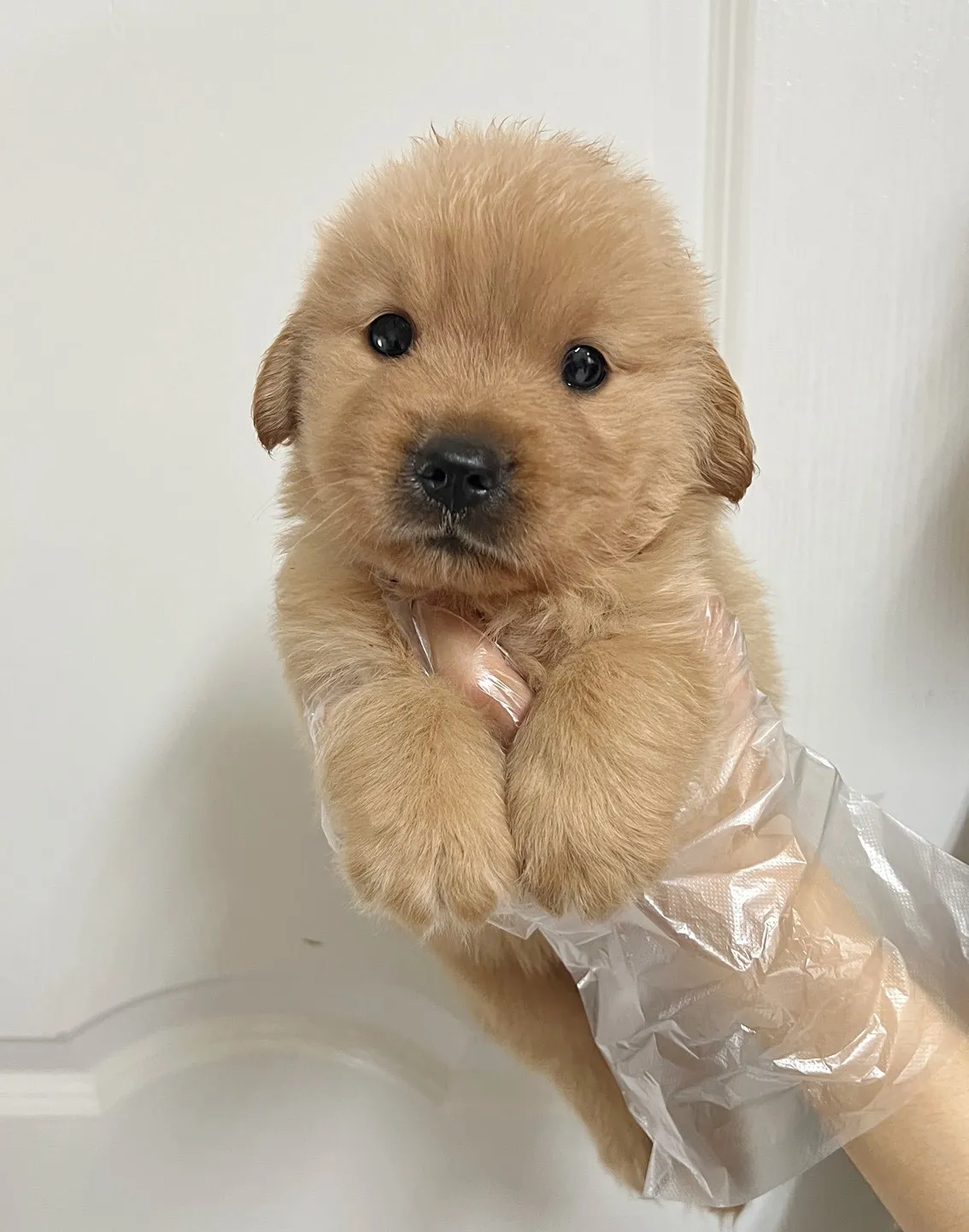 黃金獵犬