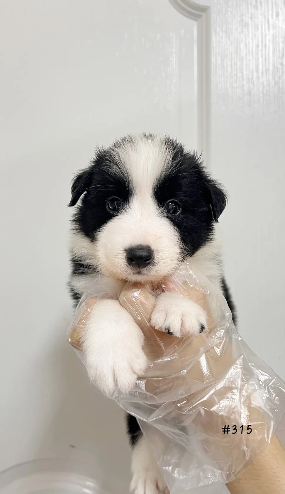 邊境牧羊犬(黑白色)