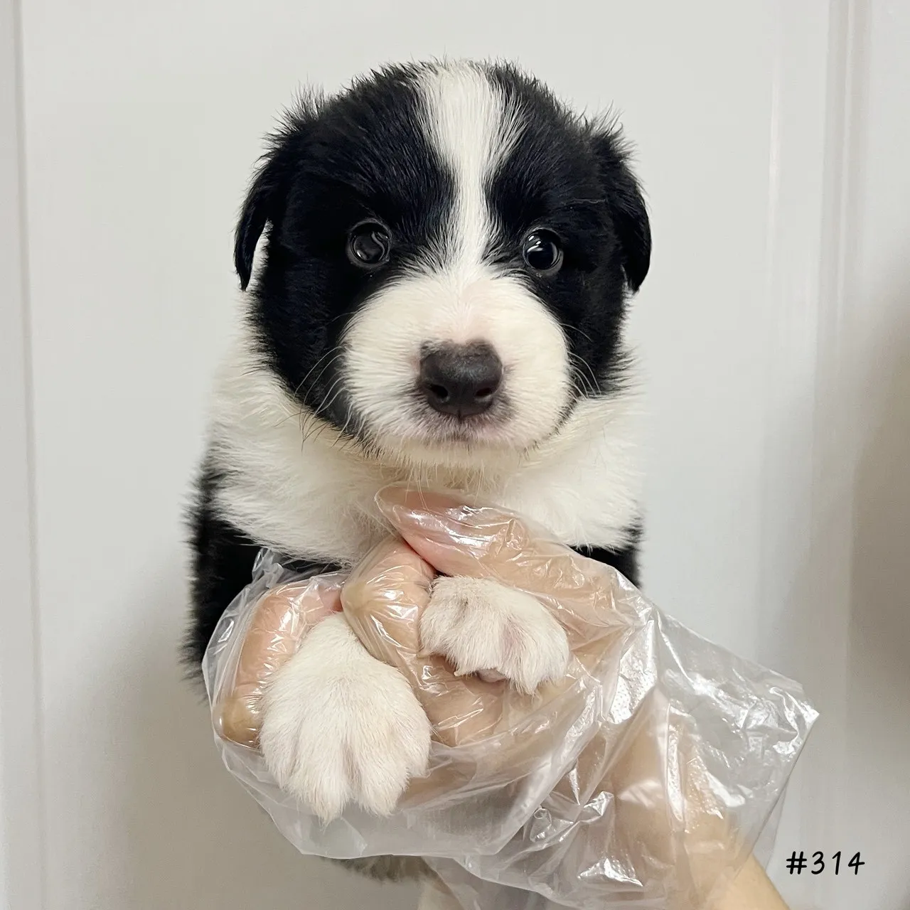邊境牧羊犬(黑白色)