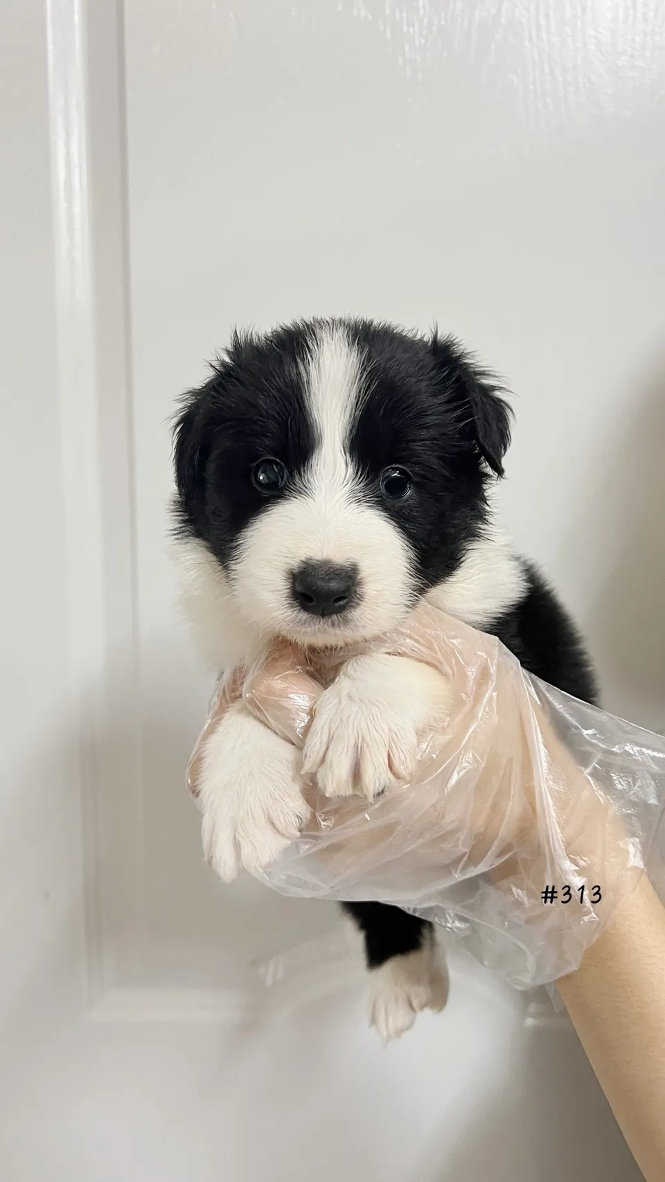 邊境牧羊犬(黑白色)