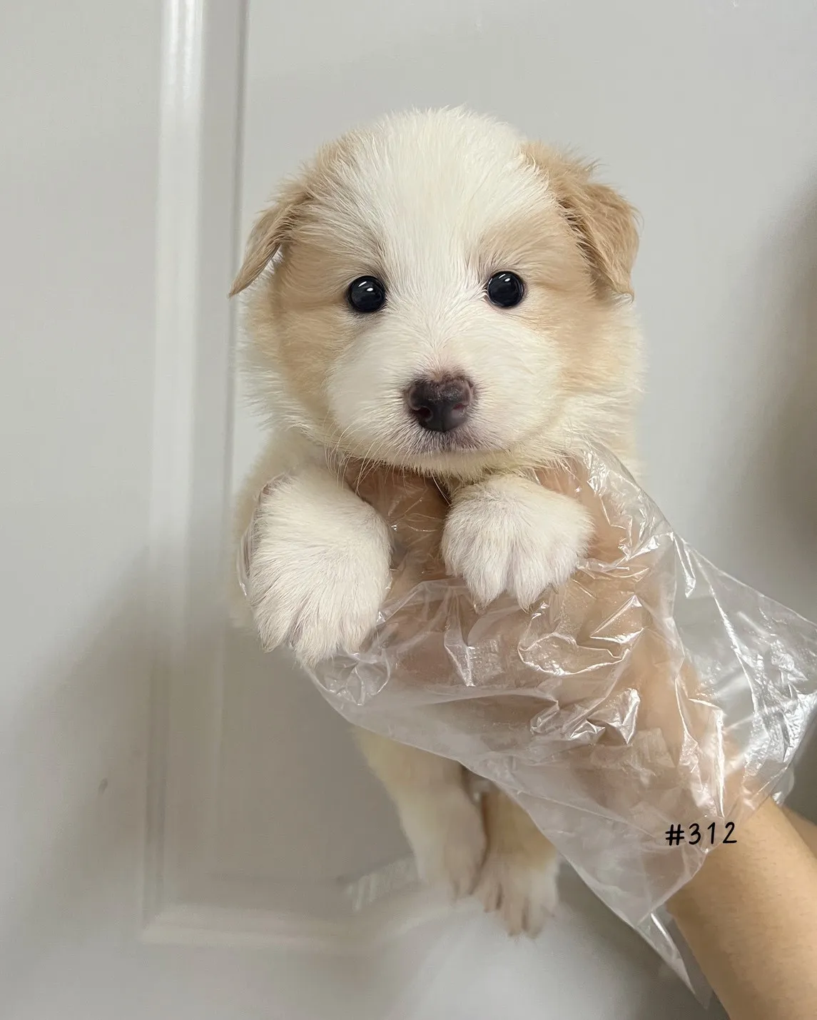 邊境牧羊犬(黃白色)
