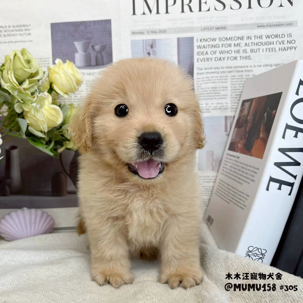 黃金獵犬