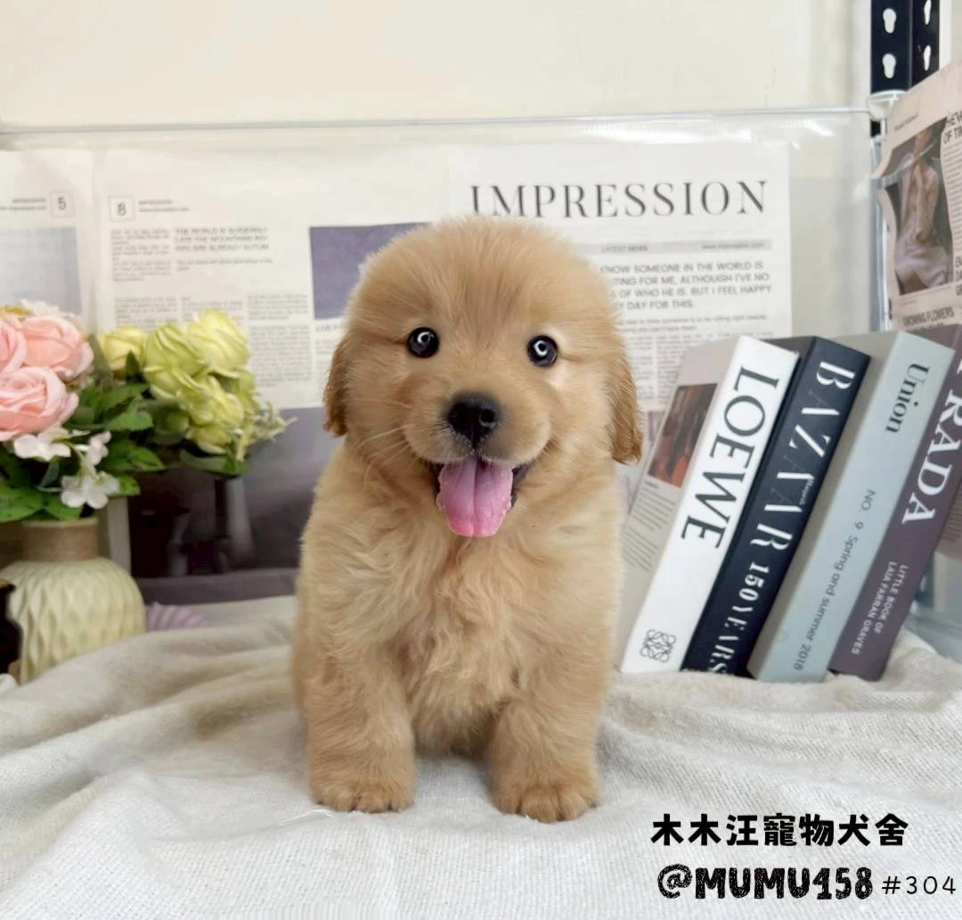 黃金獵犬