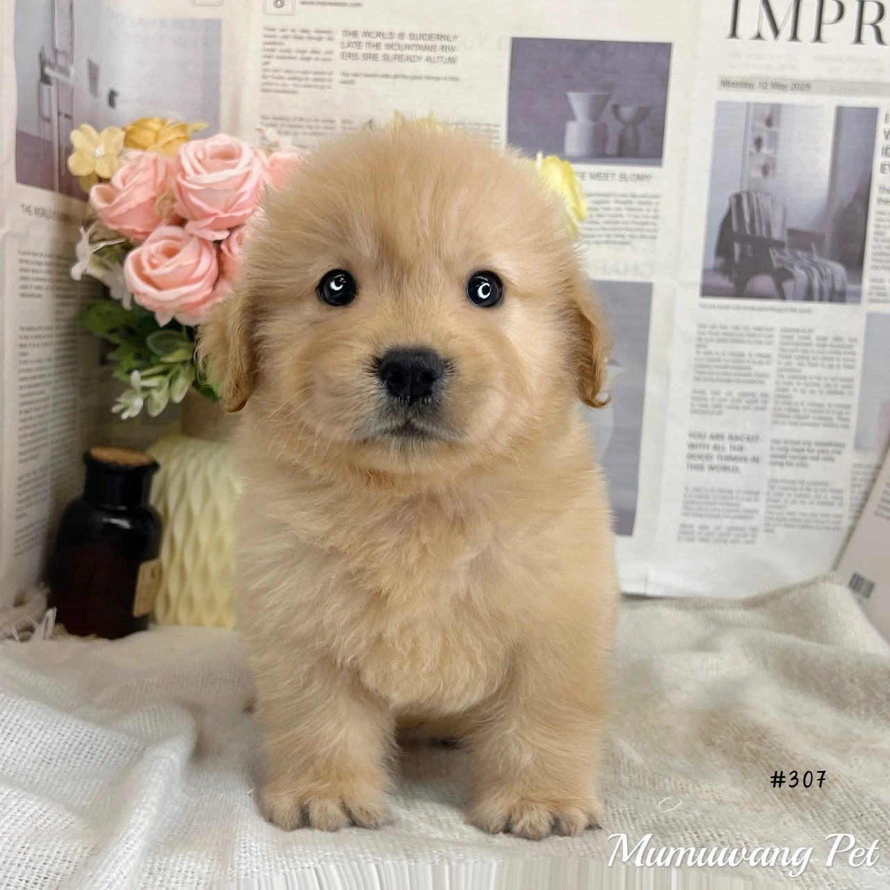 黃金獵犬
