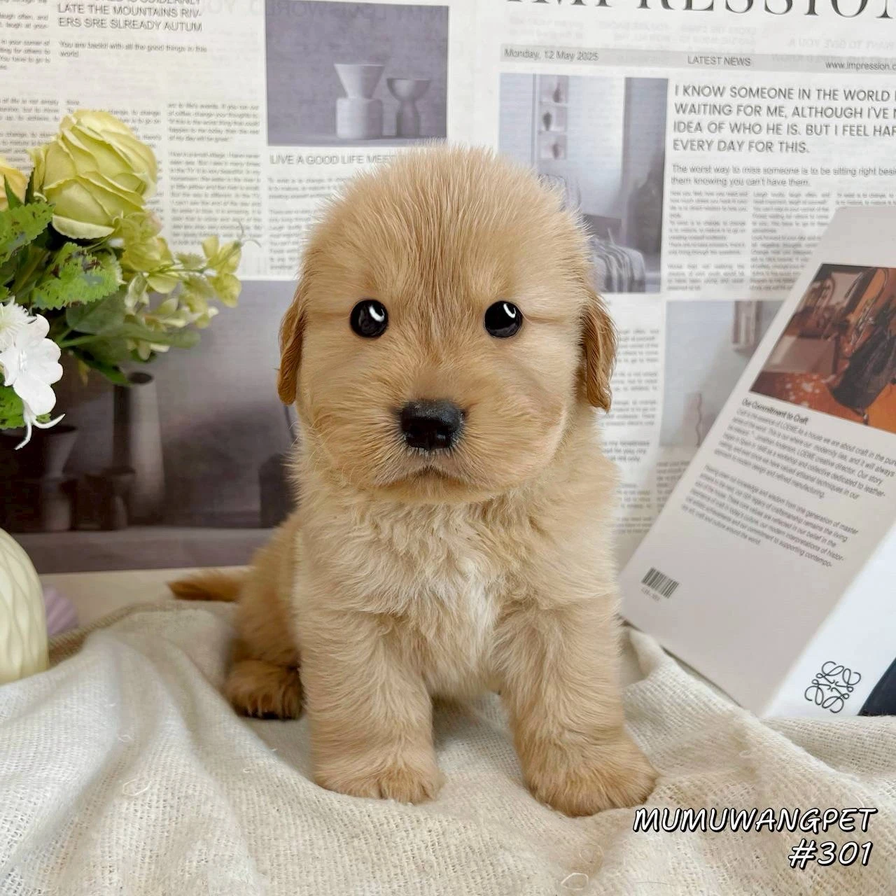 黃金獵犬