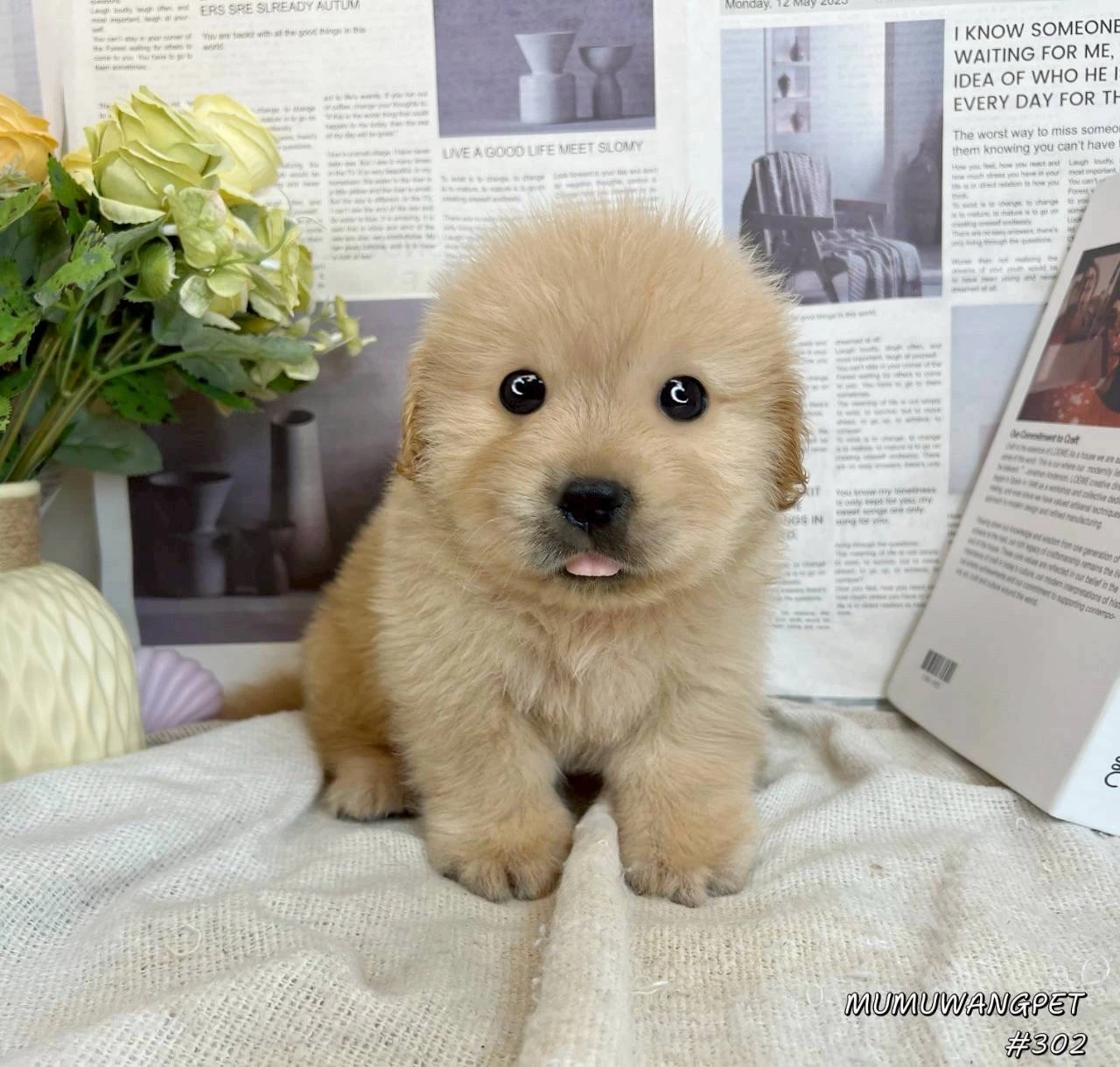 黃金獵犬