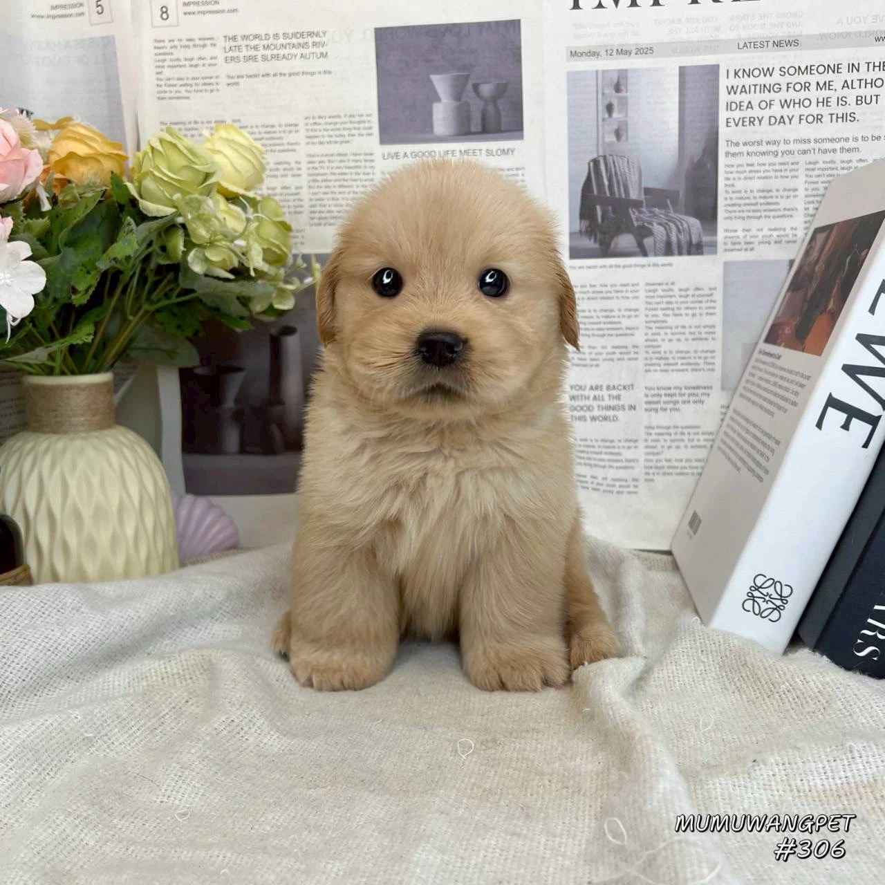 黃金獵犬