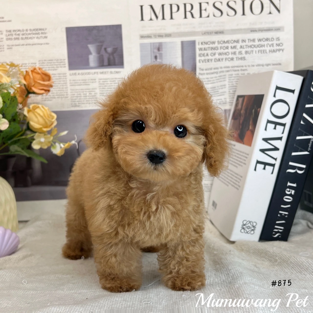 貴賓犬(奶油色)