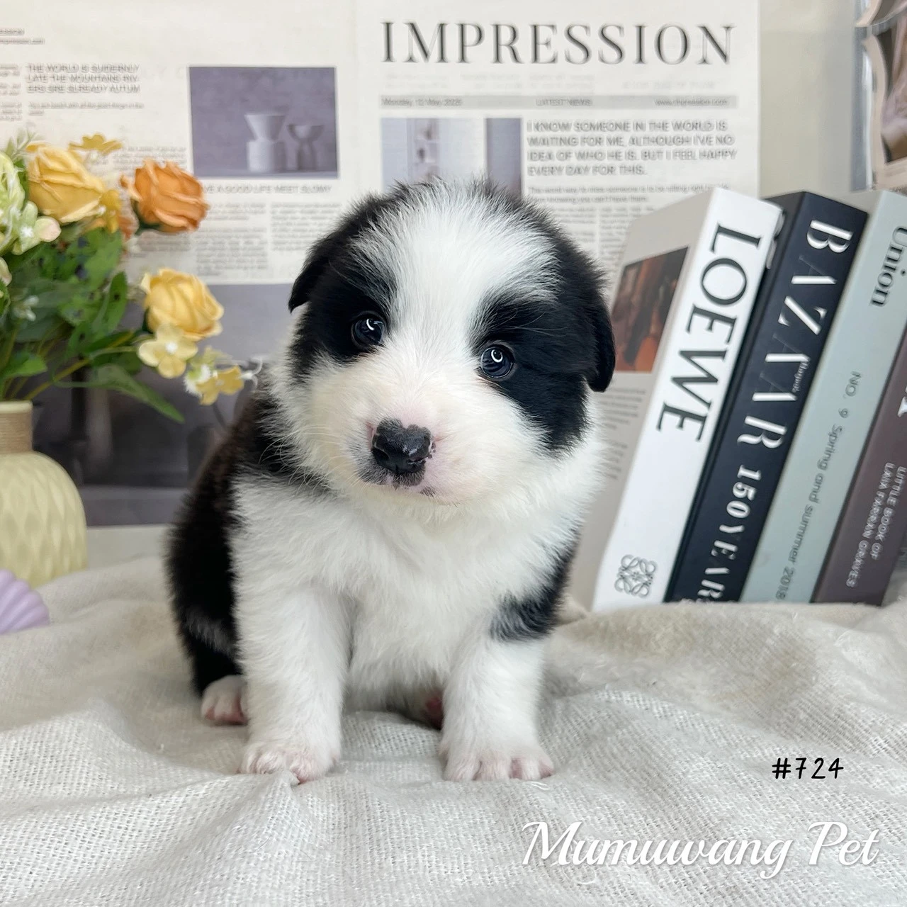 邊境牧羊犬(黑白色)