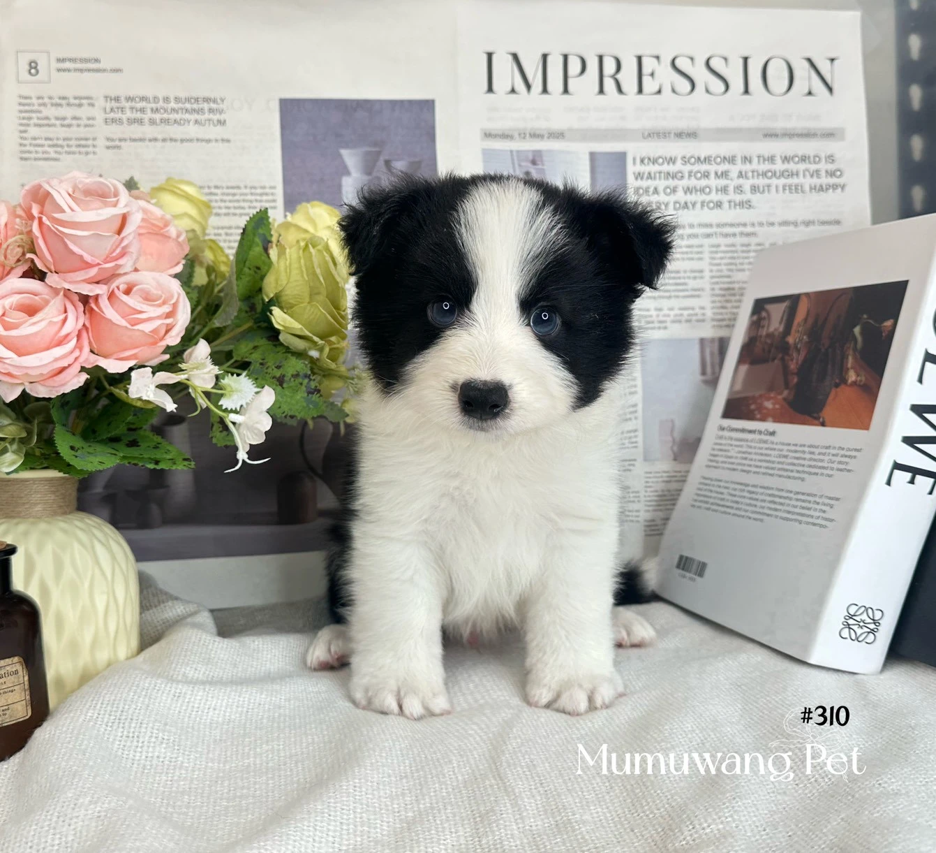 邊境牧羊犬(黑白色)