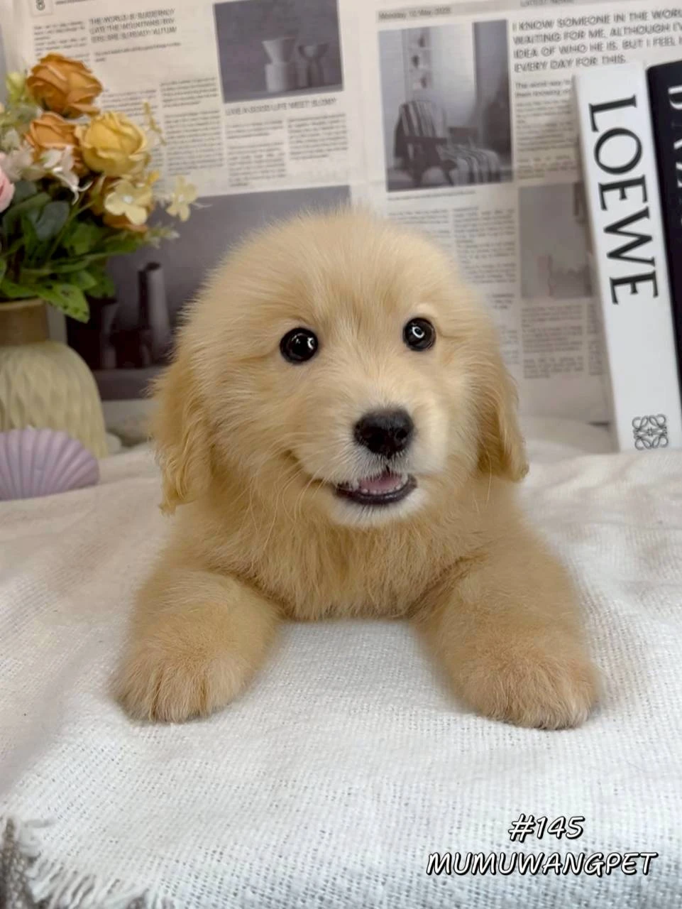 黃金獵犬
