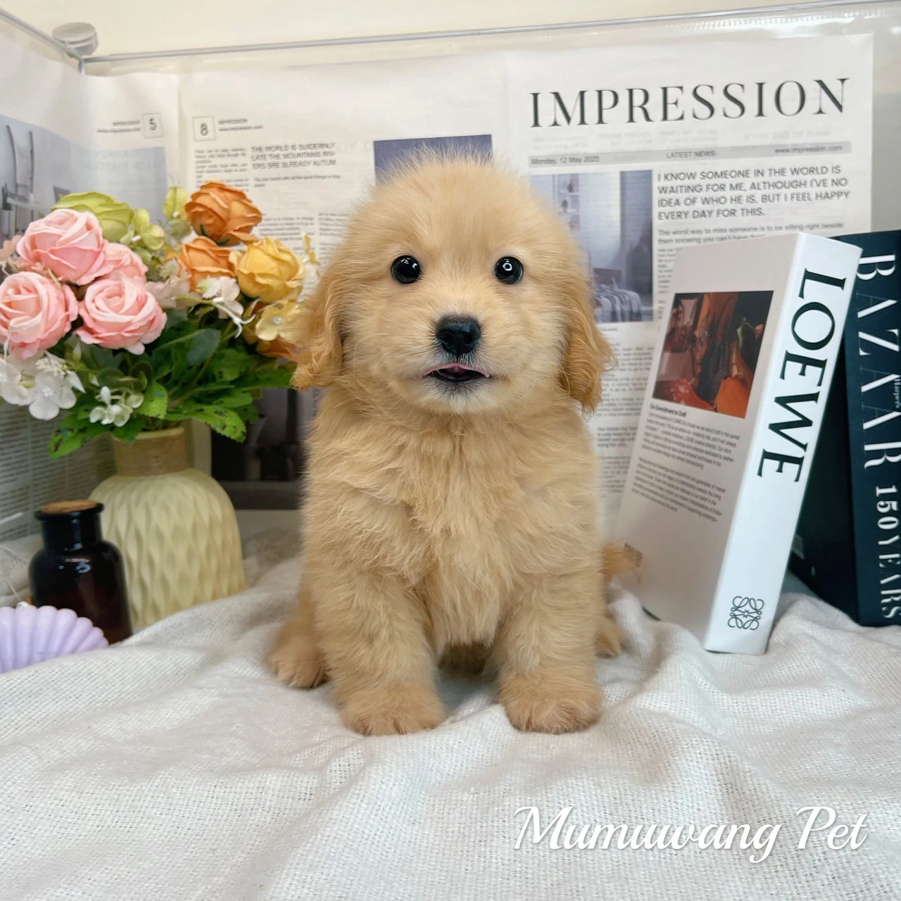 黃金獵犬