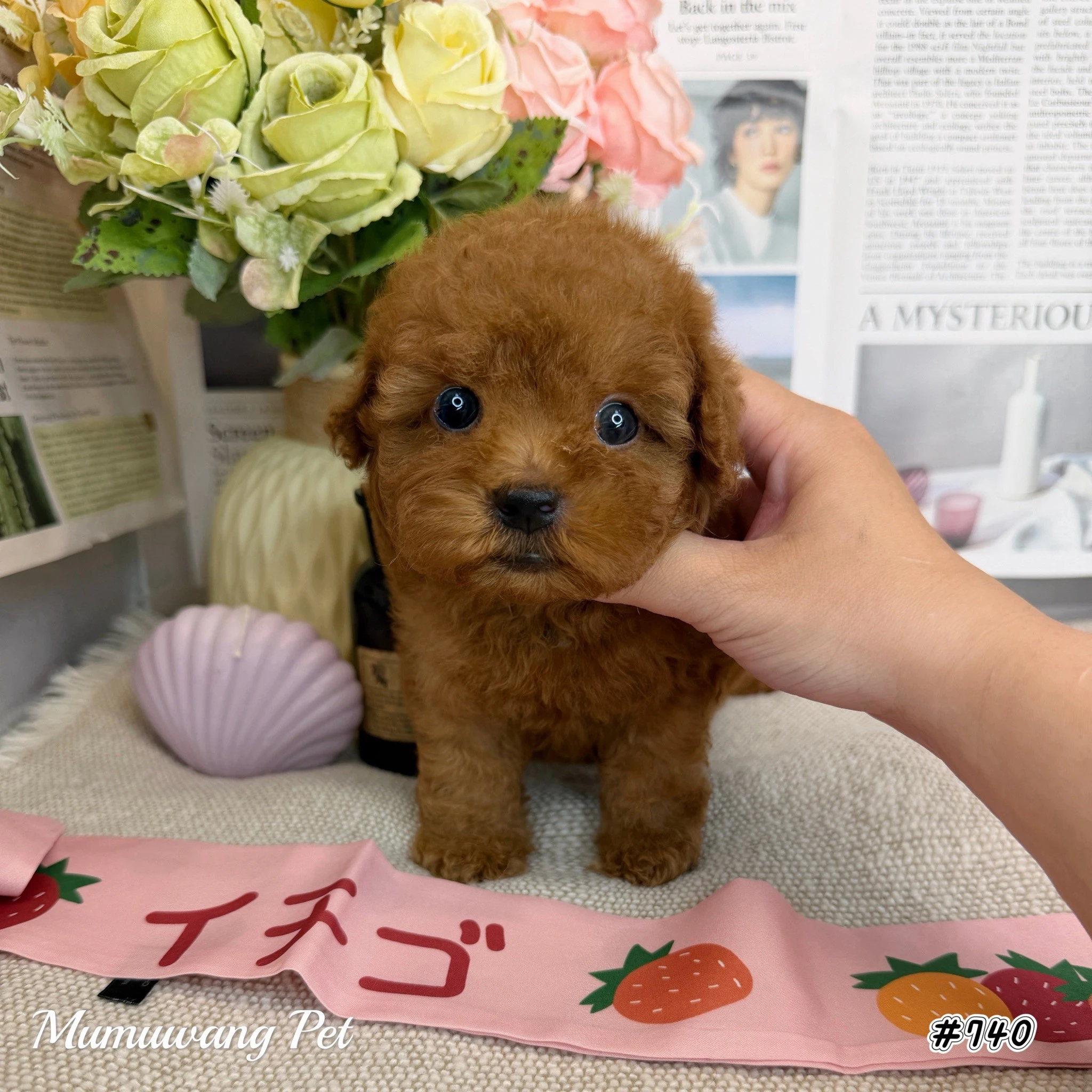貴賓犬(紅色)