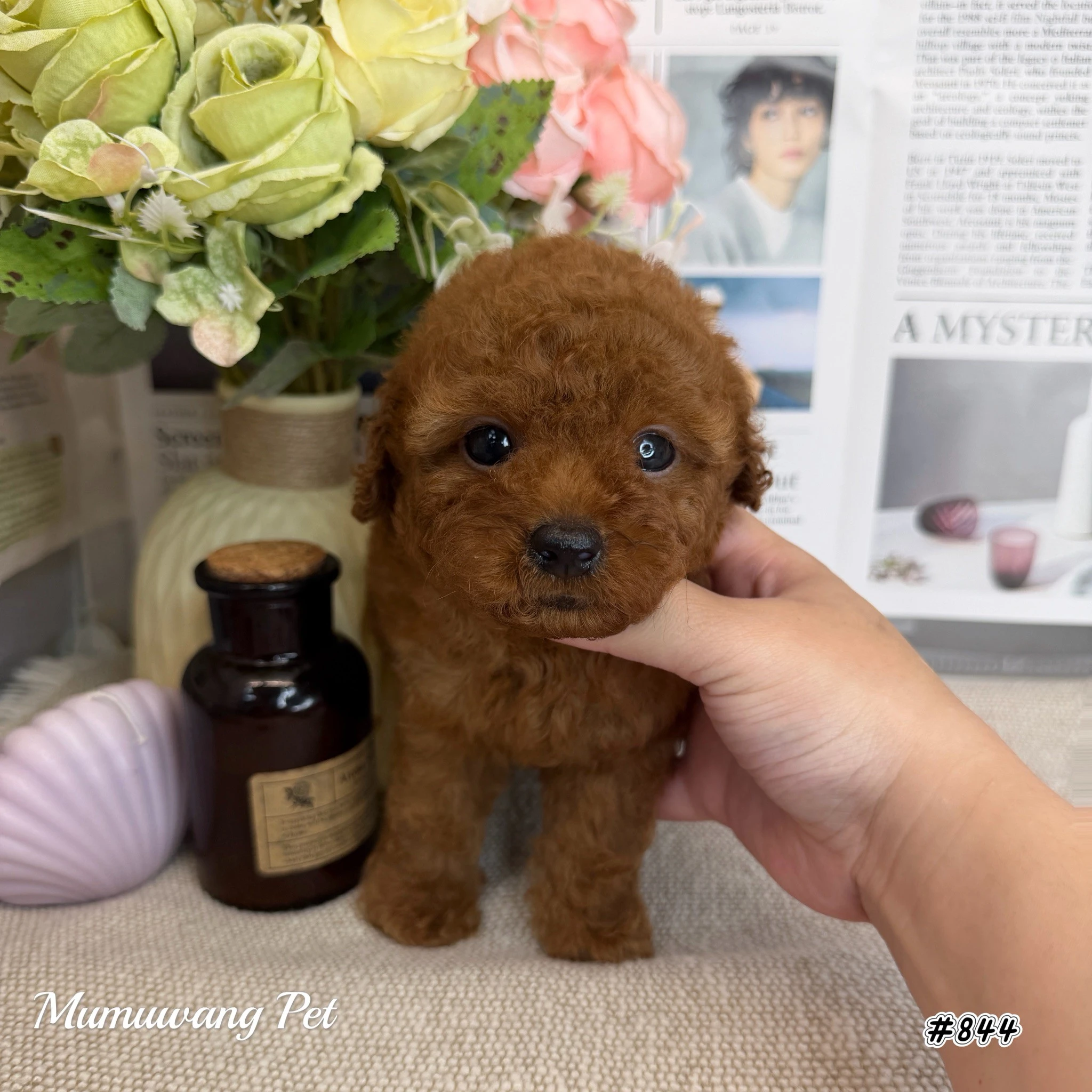 貴賓犬(紅色)