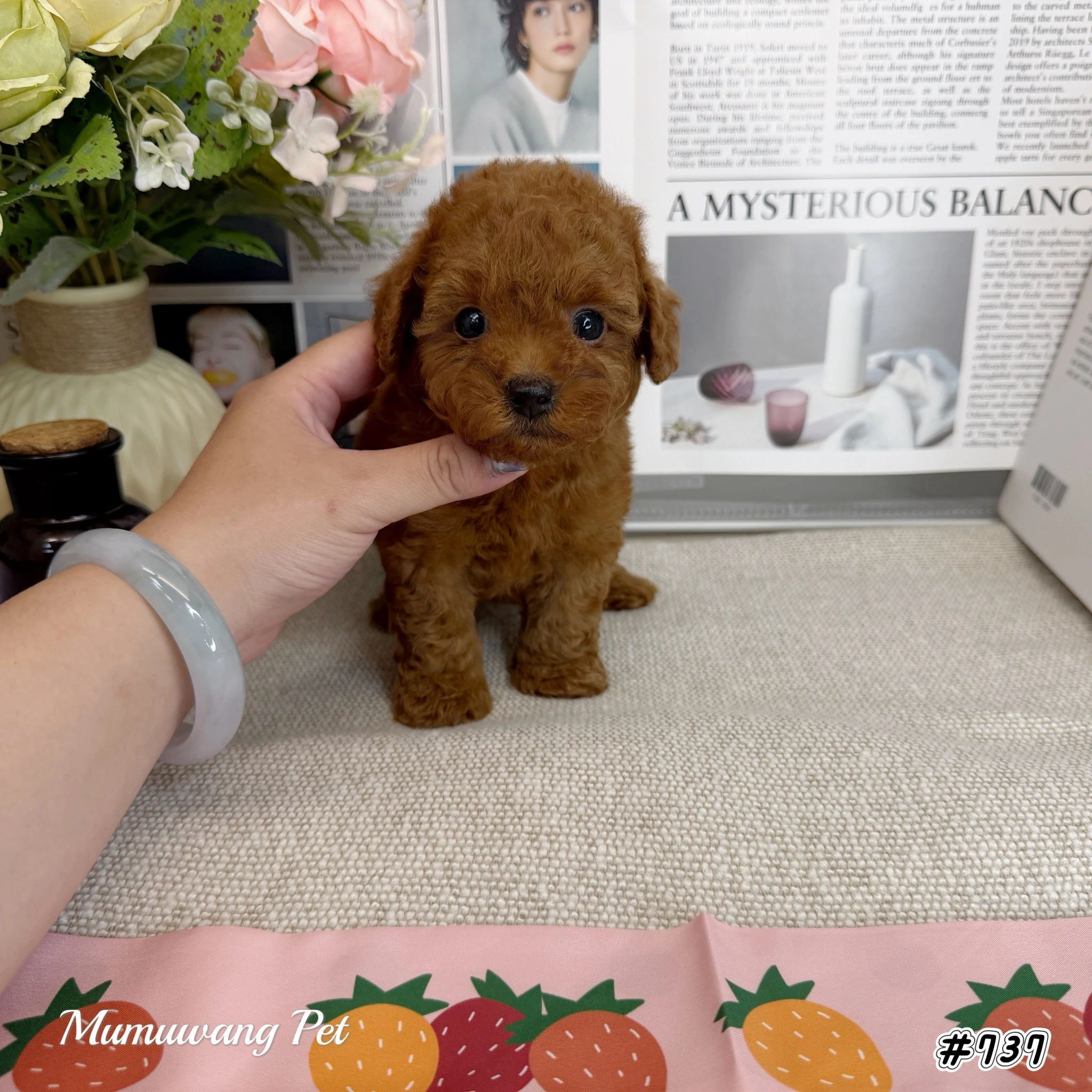 貴賓犬(紅色)