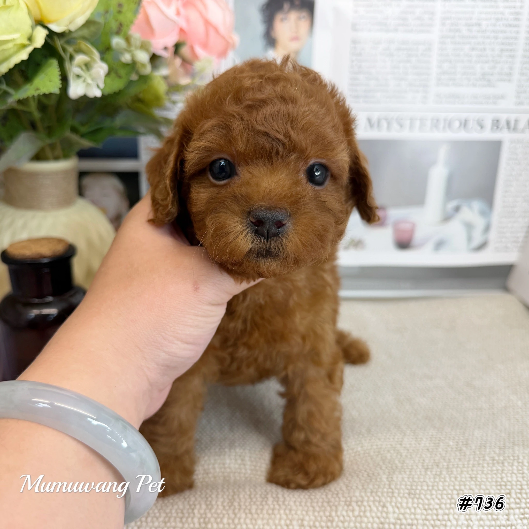 貴賓犬(紅色)