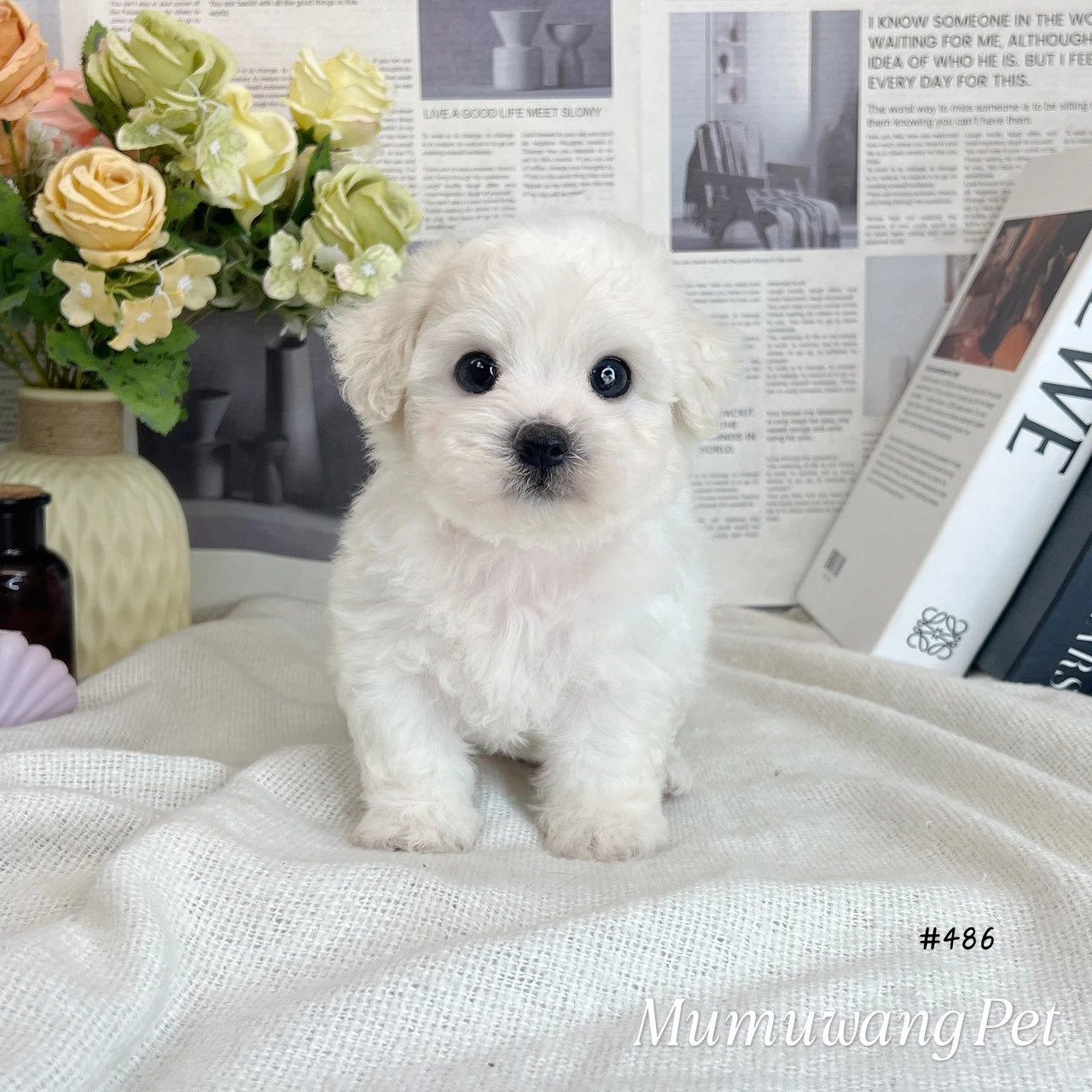 比熊犬