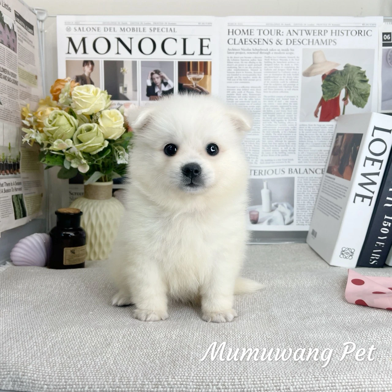狐狸犬