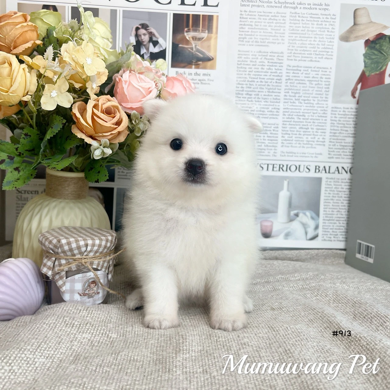 狐狸犬