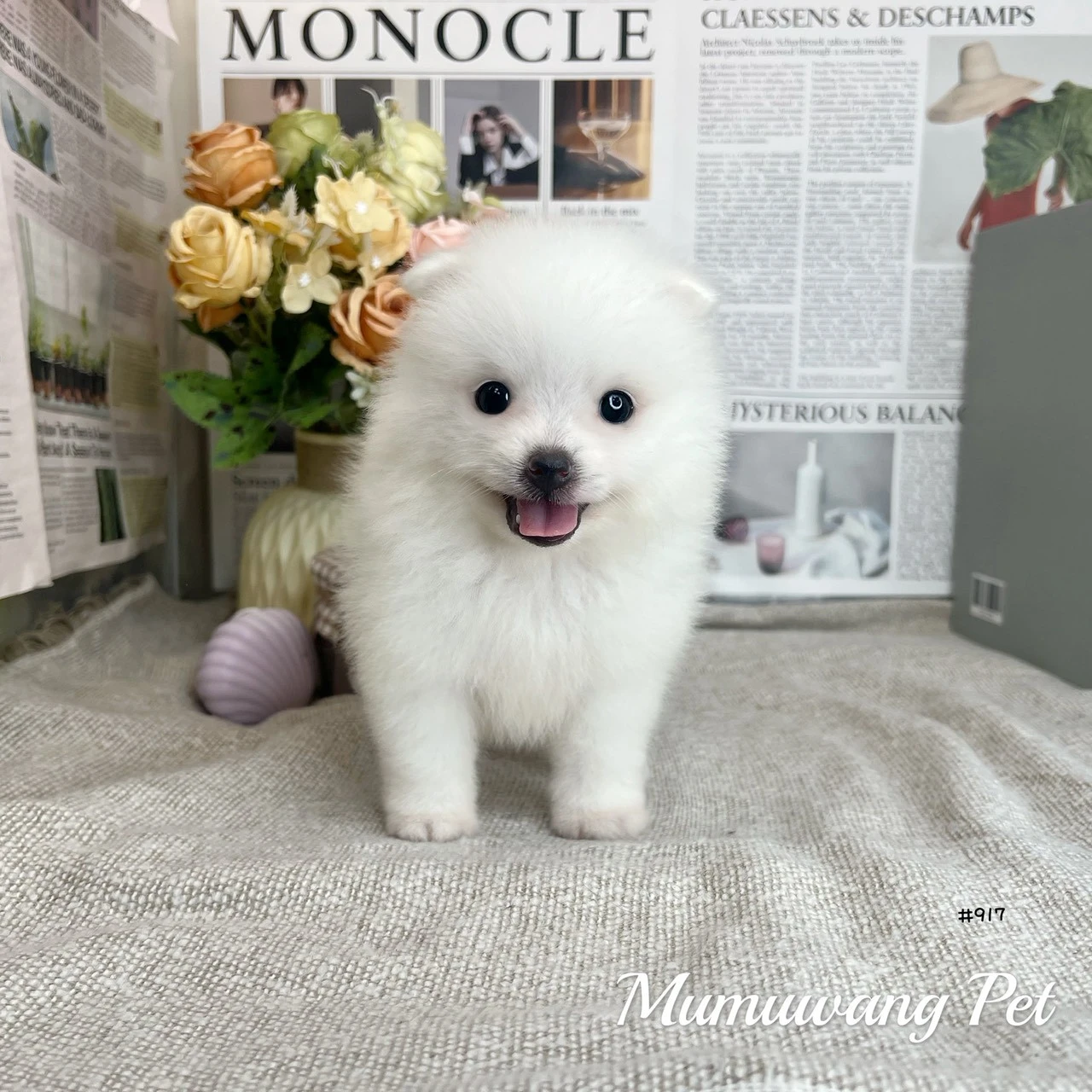 狐狸犬