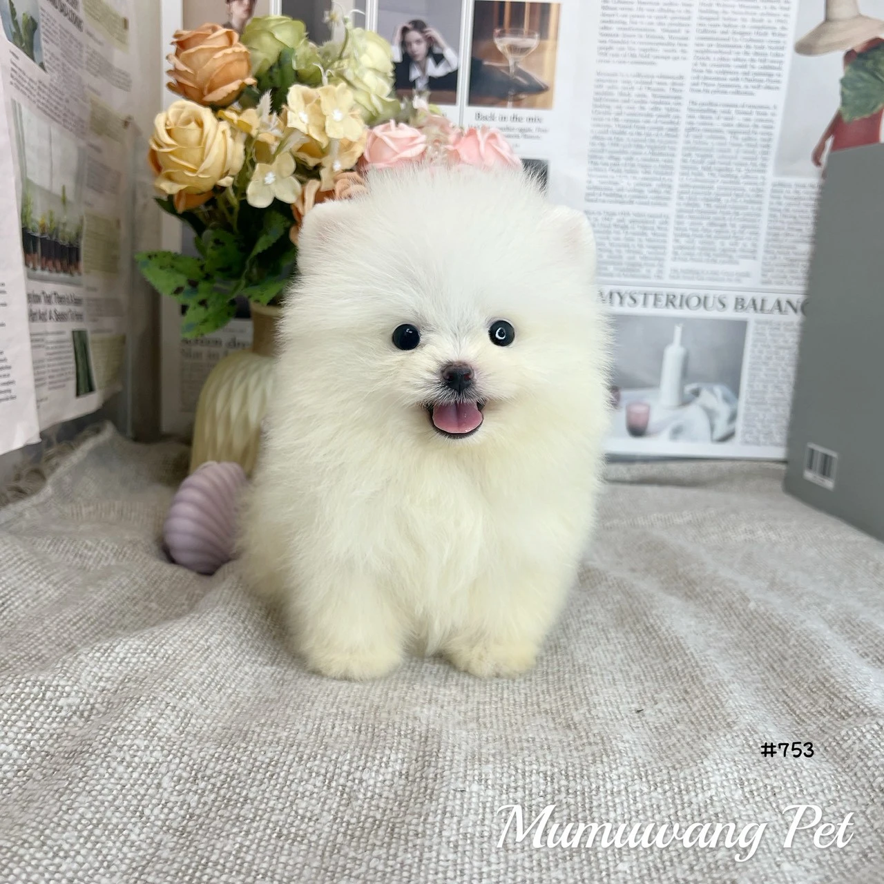 博美(白色)