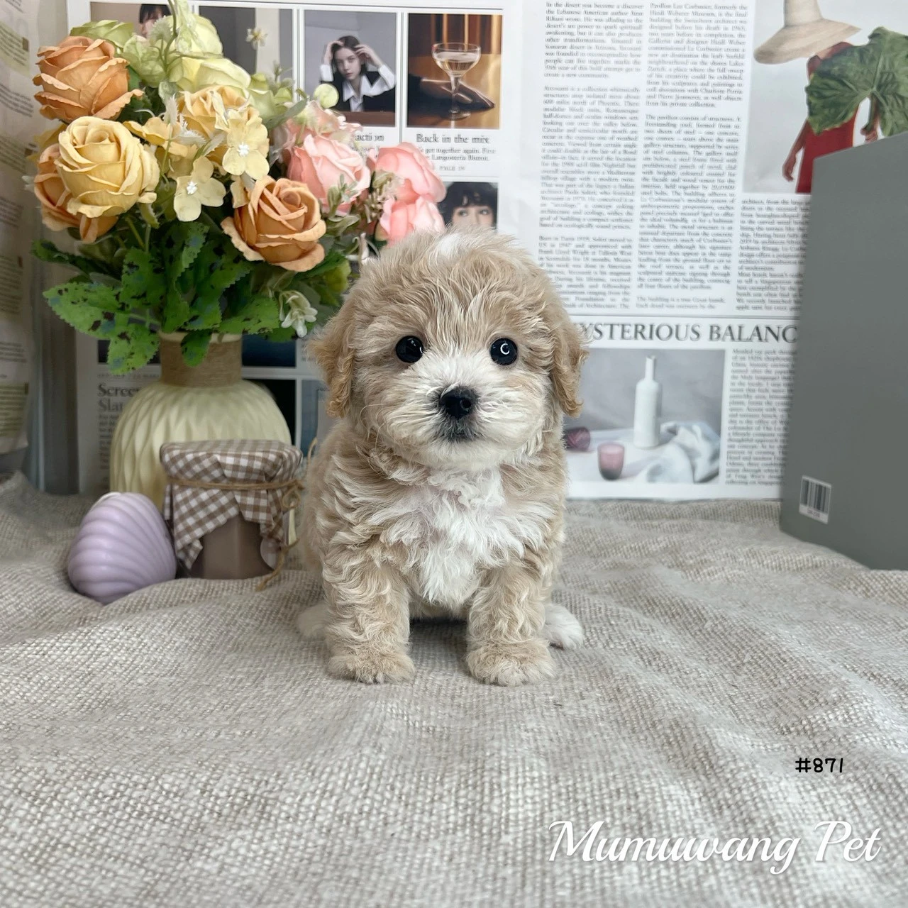 瑪爾泰迪(奶油白花)