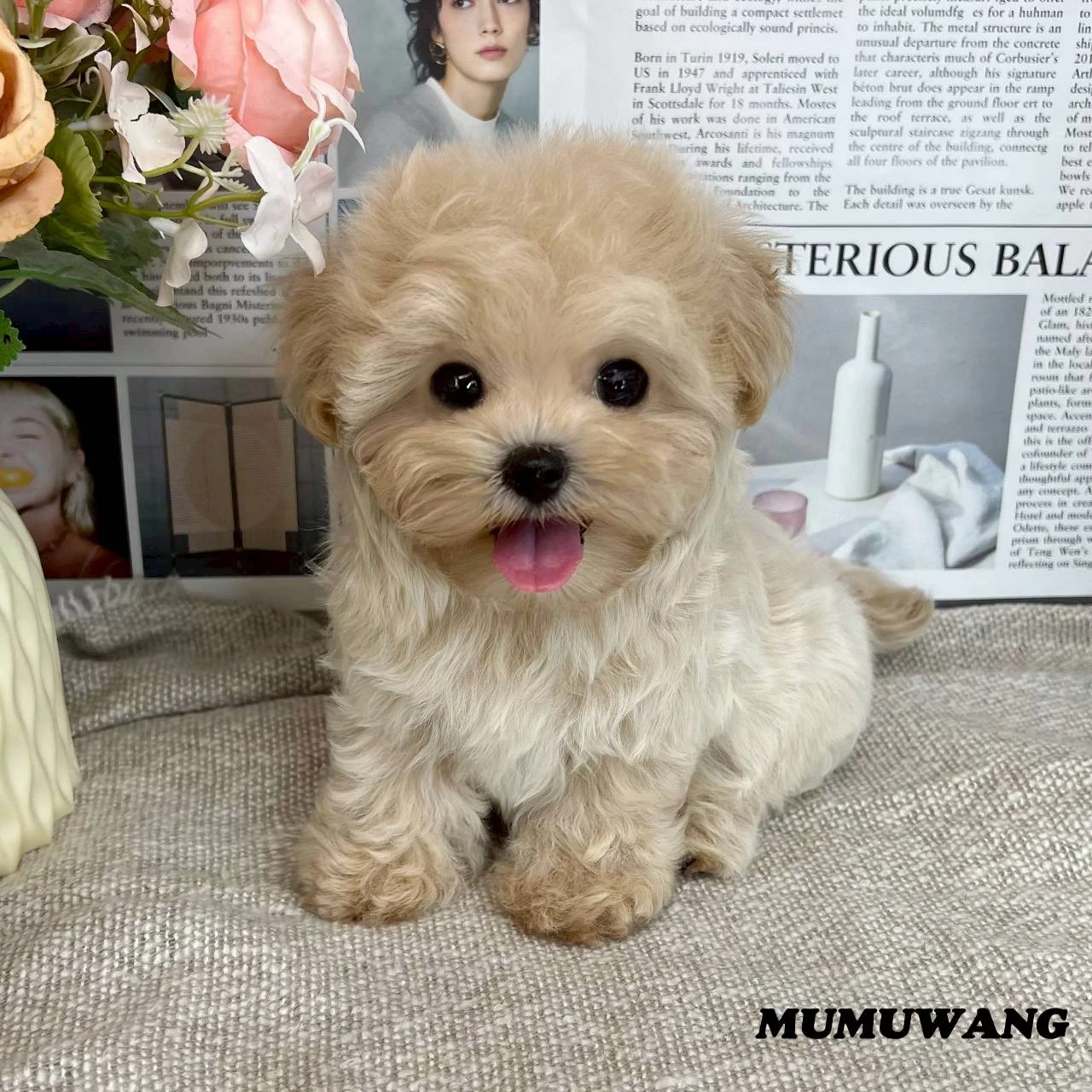 瑪爾泰迪(奶油色)