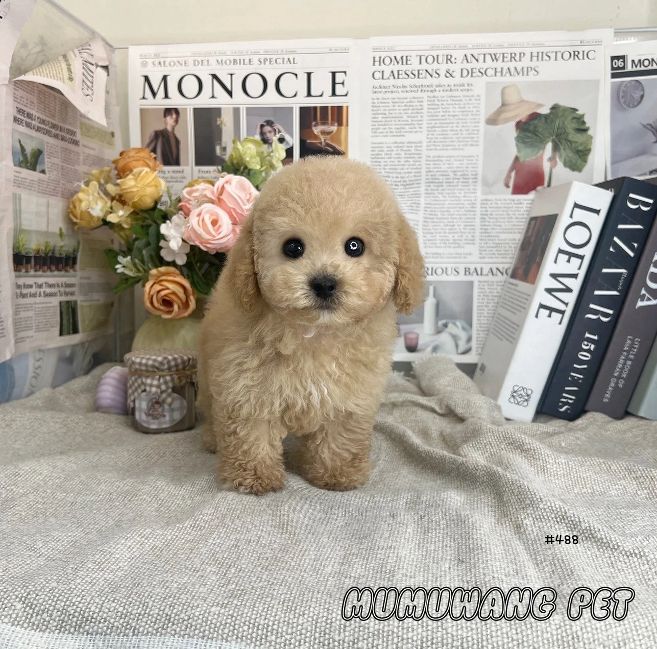 貴賓犬(奶油色)