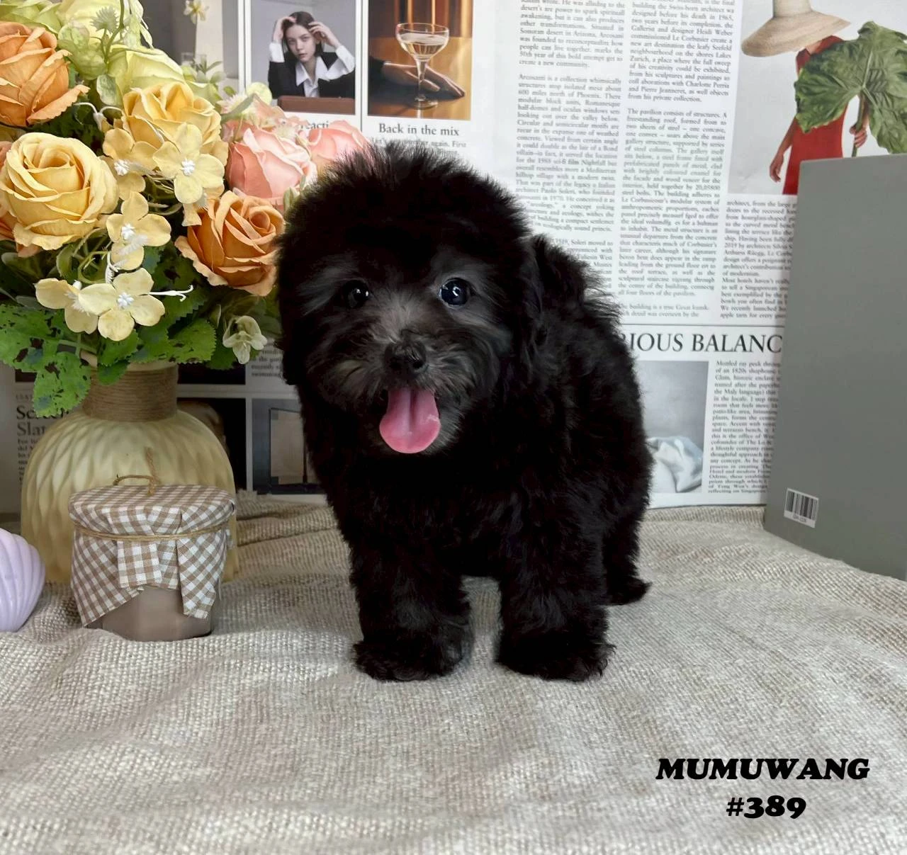 貴賓犬(灰色)