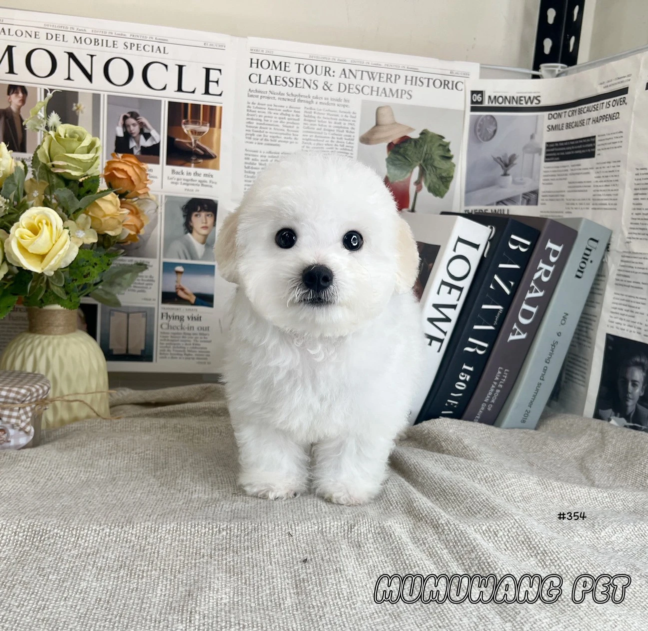 比熊犬