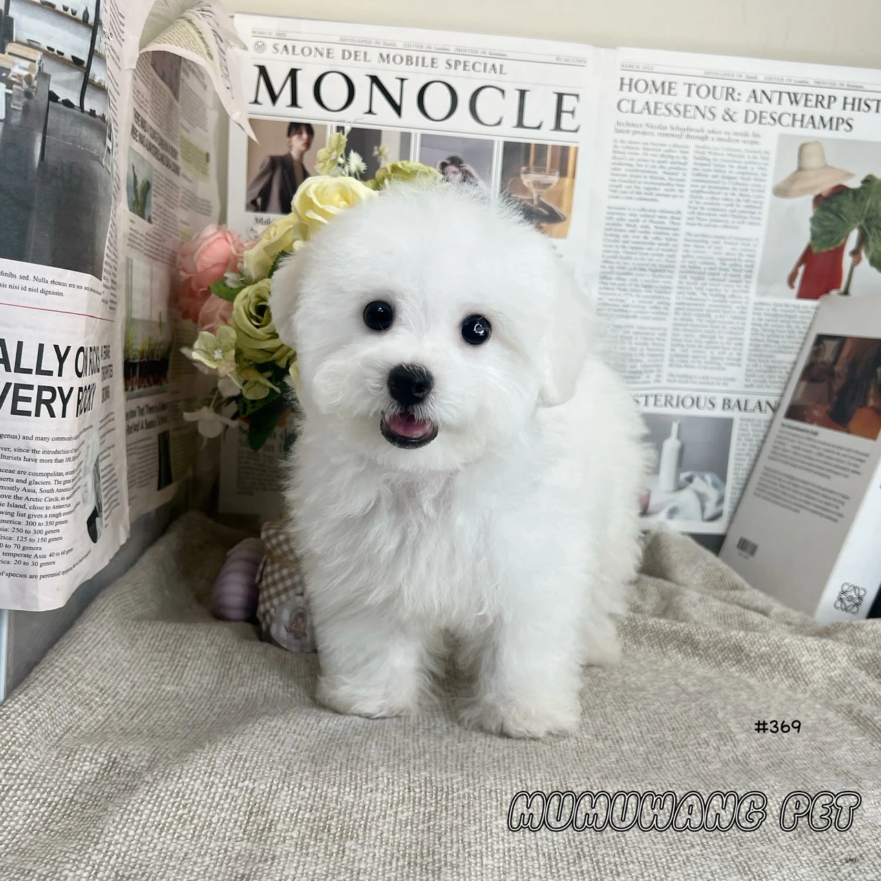 比熊犬