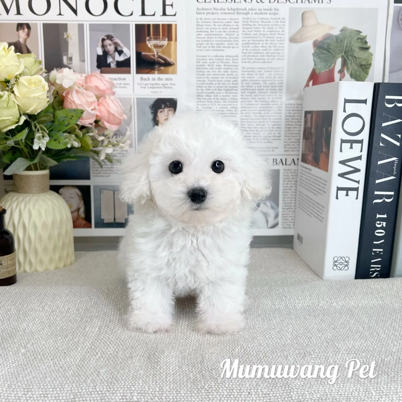 比熊犬