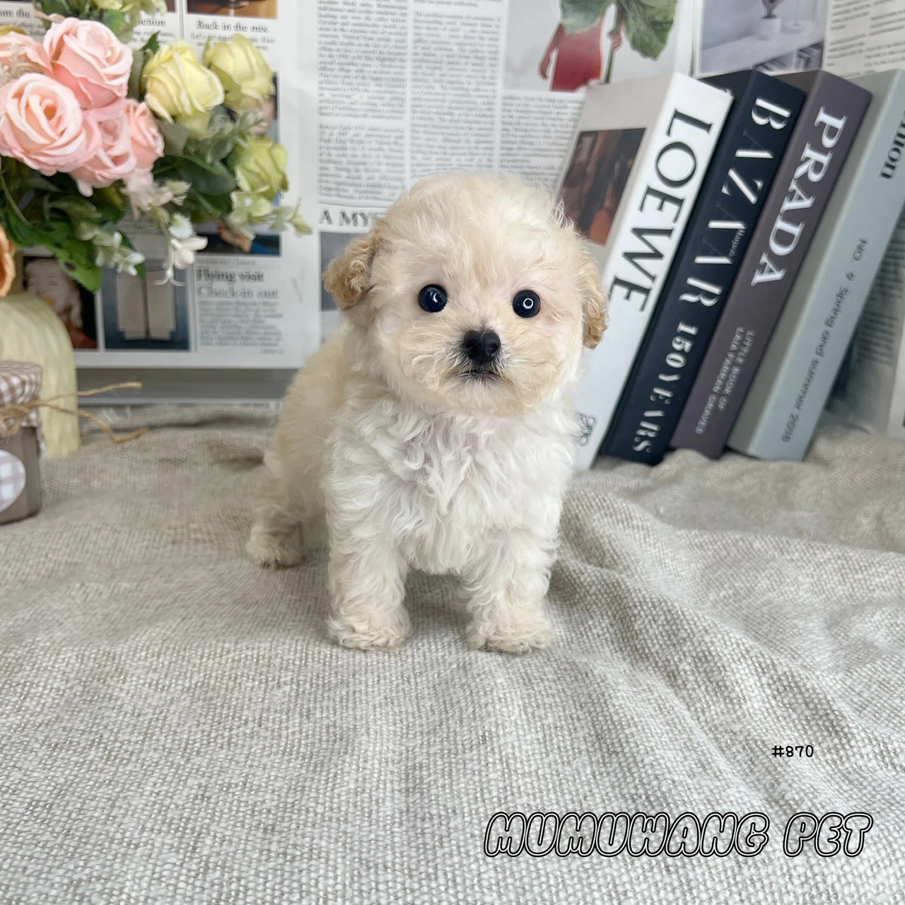 貴賓犬(奶油白)