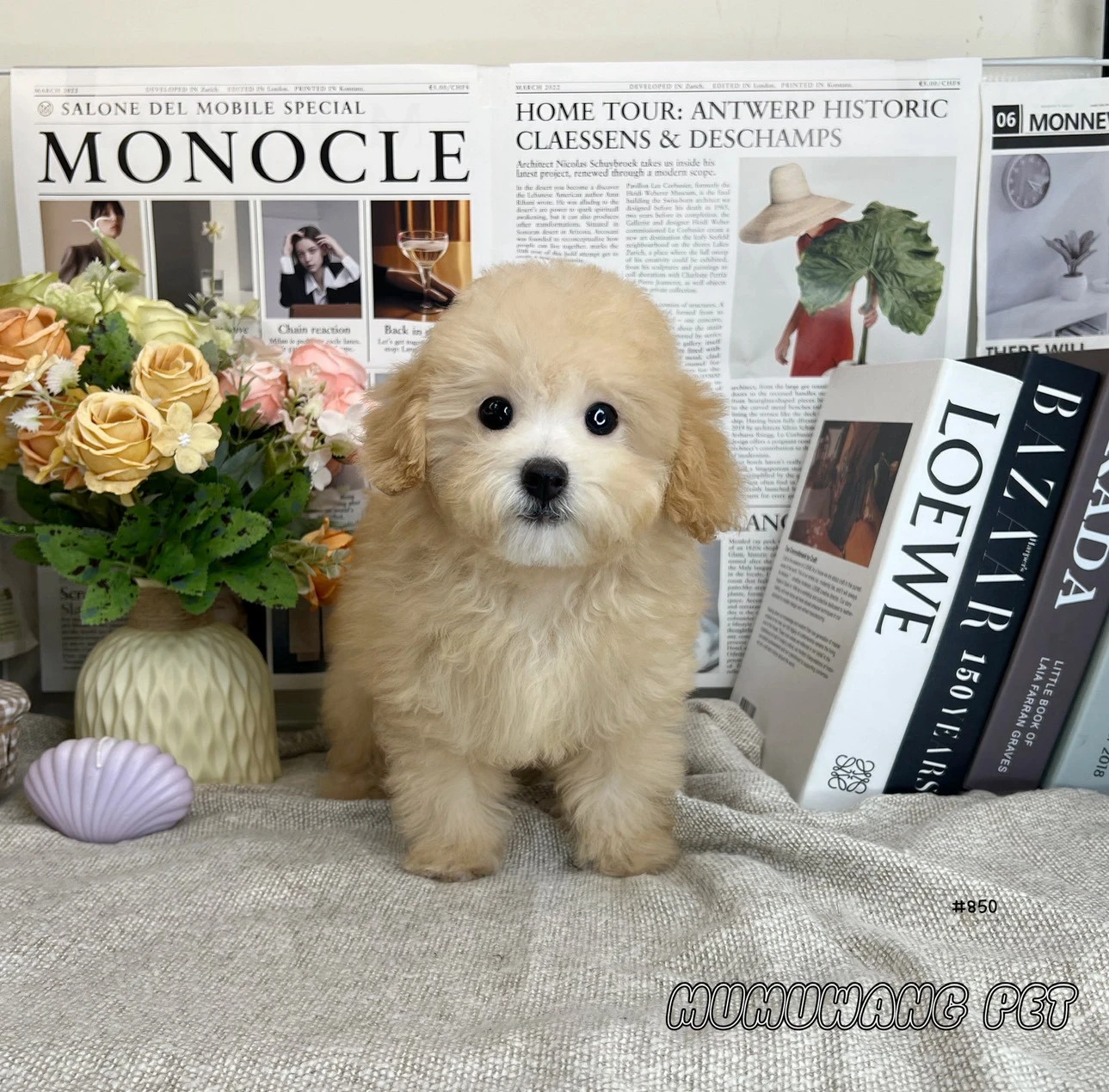 貴賓犬(奶油)