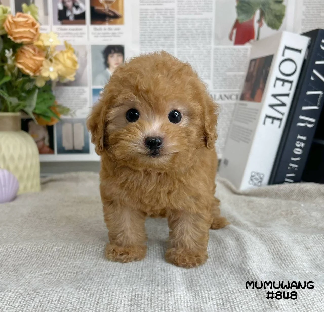 貴賓犬(紅色)
