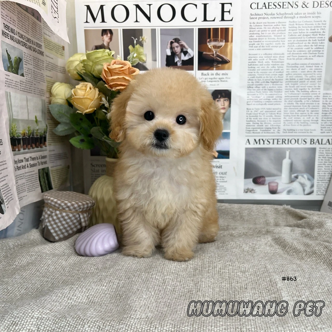貴賓犬(奶油)