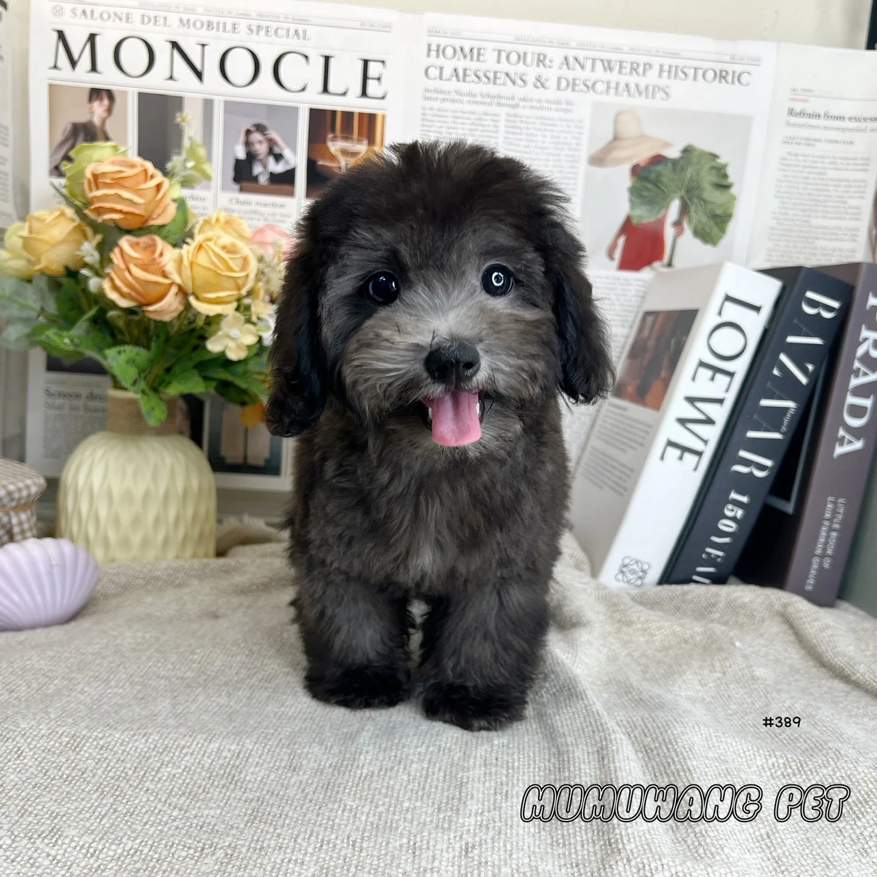 貴賓犬(灰色)貴賓犬