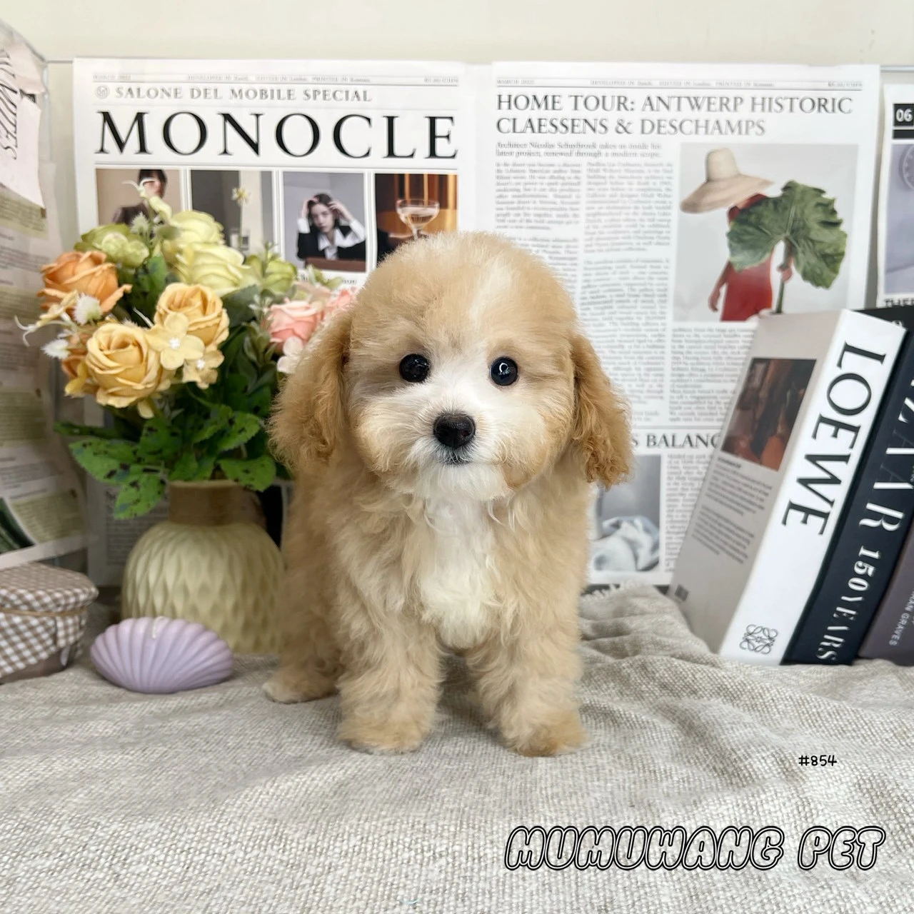 貴賓犬(奶油)