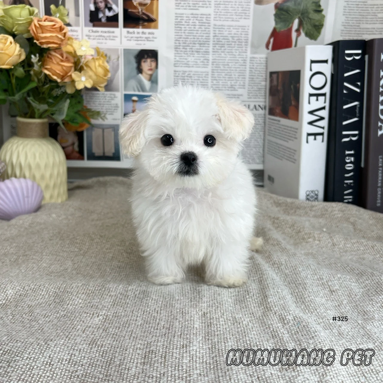 瑪爾泰迪(白色)