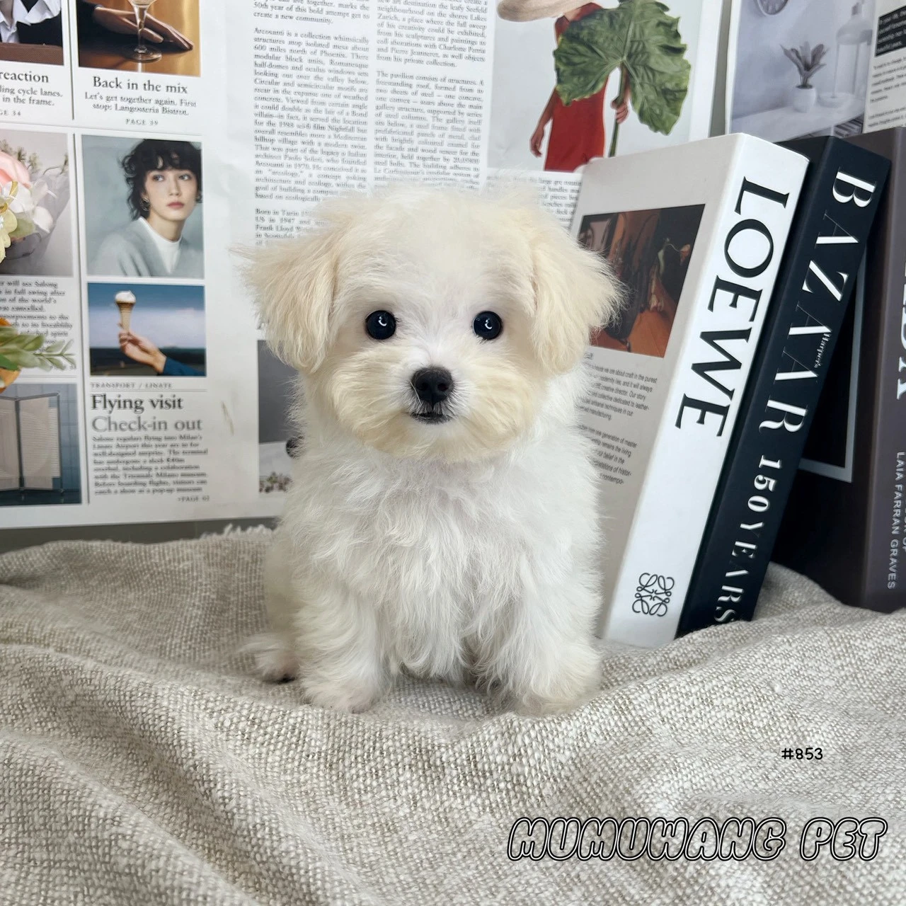 瑪爾泰迪(奶白色)