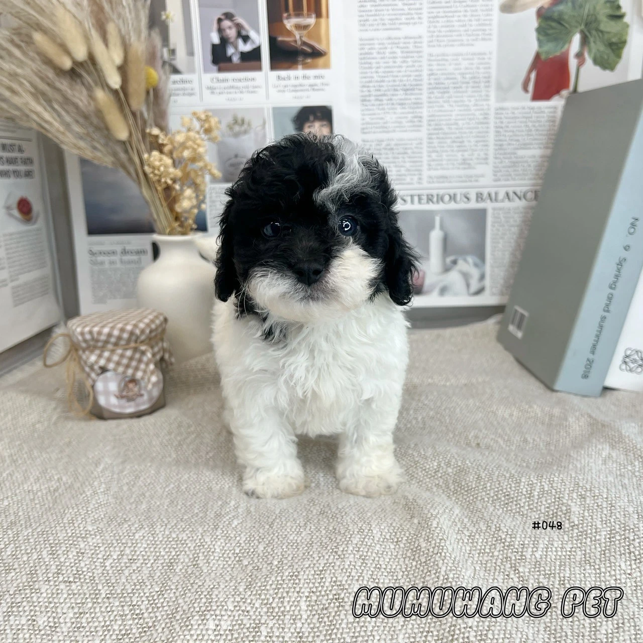 泰迪熊(貴賓比熊)(灰白花色)
