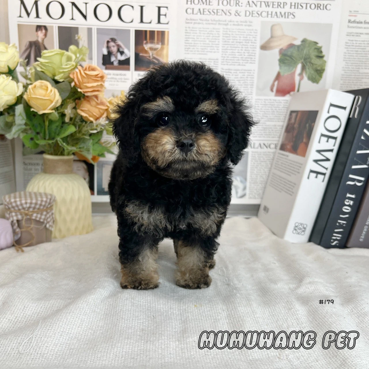 貴賓犬(黑四目色)