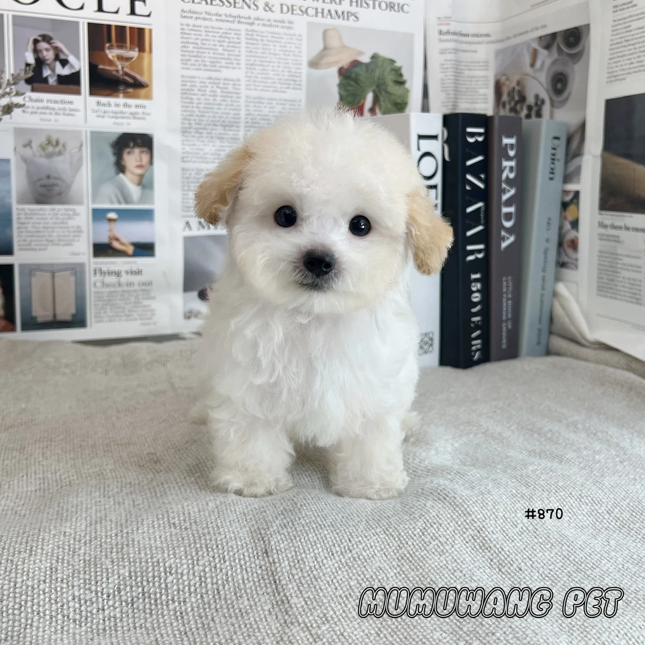 貴賓犬(奶油白色)