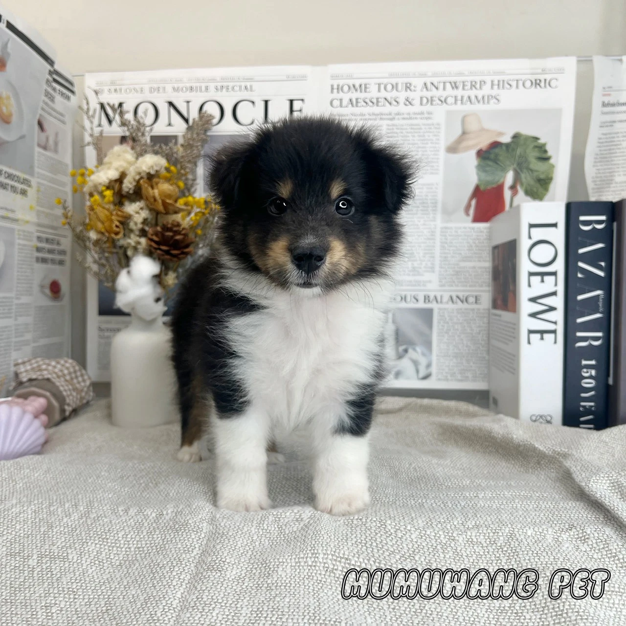 喜樂蒂牧羊犬(三色)