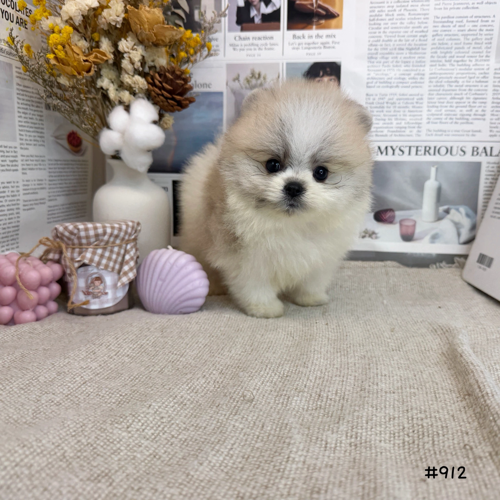 博美(奶油)